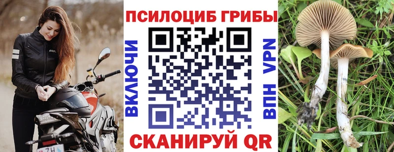 где купить наркоту  Тайга  Псилоцибиновые грибы MAGIC MUSHROOMS 